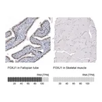 Atlas Antibodies Anti-FOXJ1 Antibody
