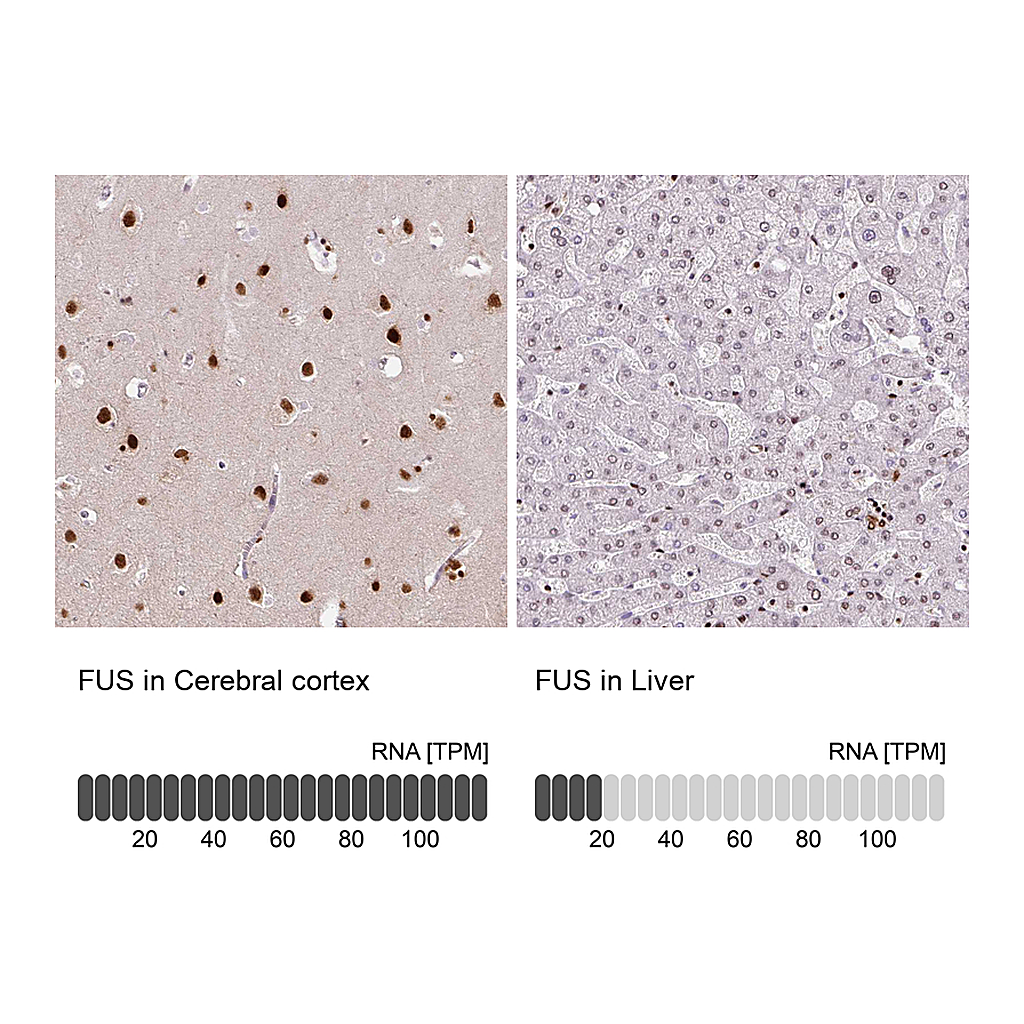 Atlas Antibodies Anti-FUS Antibody