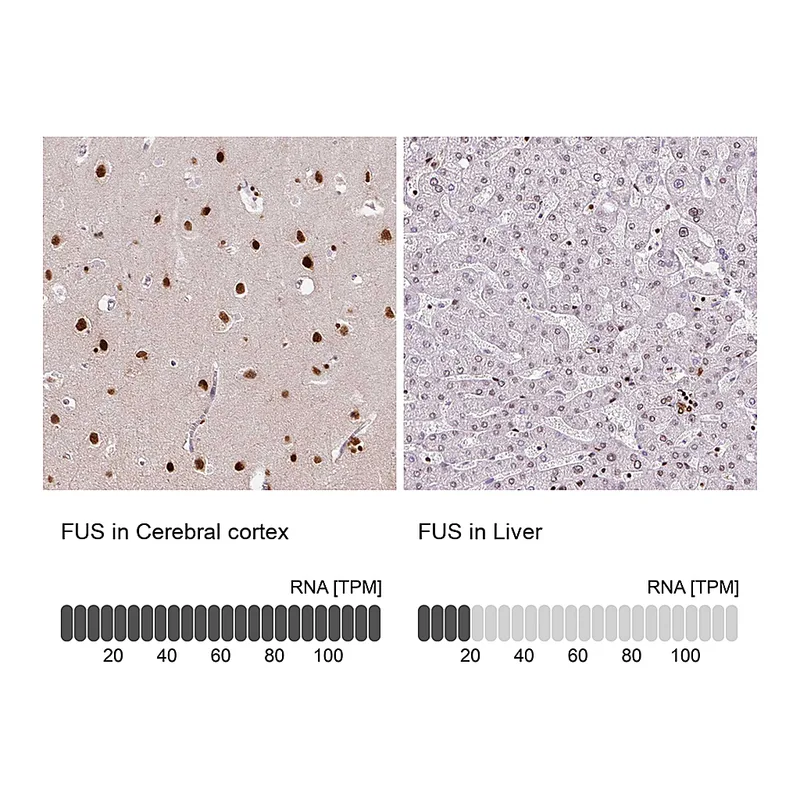 Atlas Antibodies Anti-FUS Antibody