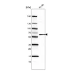 Atlas Antibodies Anti-FUT4 Antibody