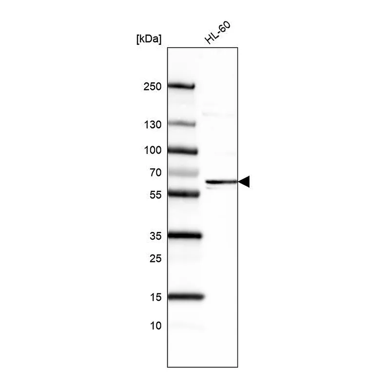 Atlas Antibodies Anti-FUT4 Antibody
