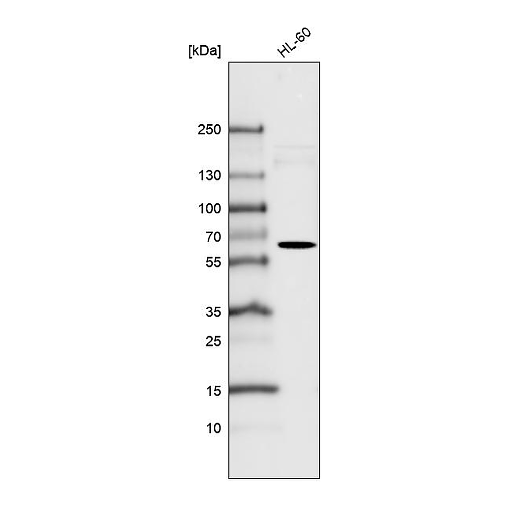 Atlas Antibodies Anti-FUT4 Antibody