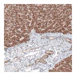 Atlas Antibodies Anti-G6PC Antibody
