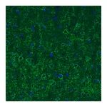 Atlas Antibodies Anti-GAD1 Antibody