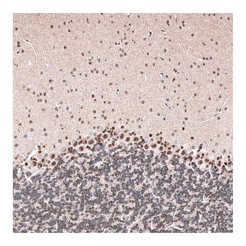 Atlas Antibodies Anti-GLI1 Antibody