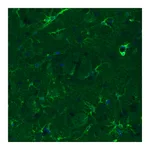 Atlas Antibodies Anti-GLUL Antibody