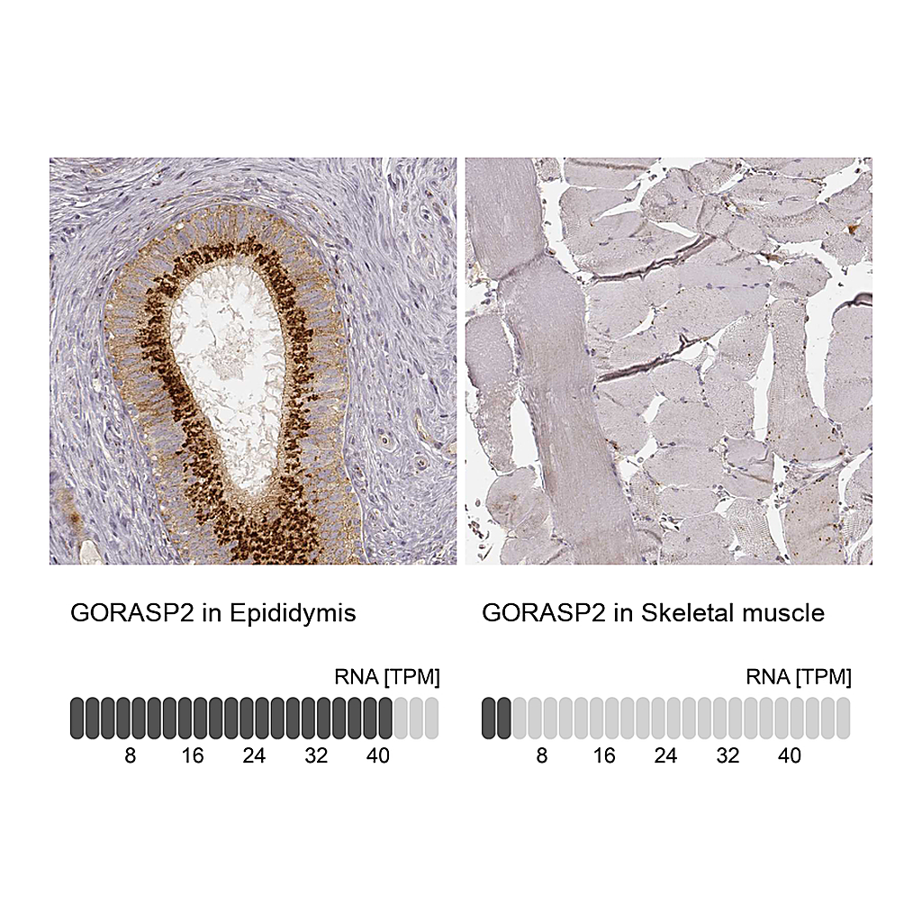 Atlas Antibodies Anti-GORASP2 Antibody