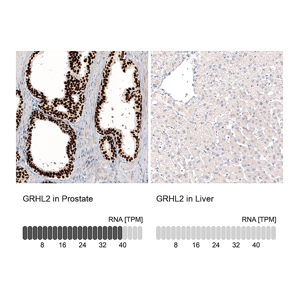 Atlas Antibodies Anti-GRHL2 Antibody