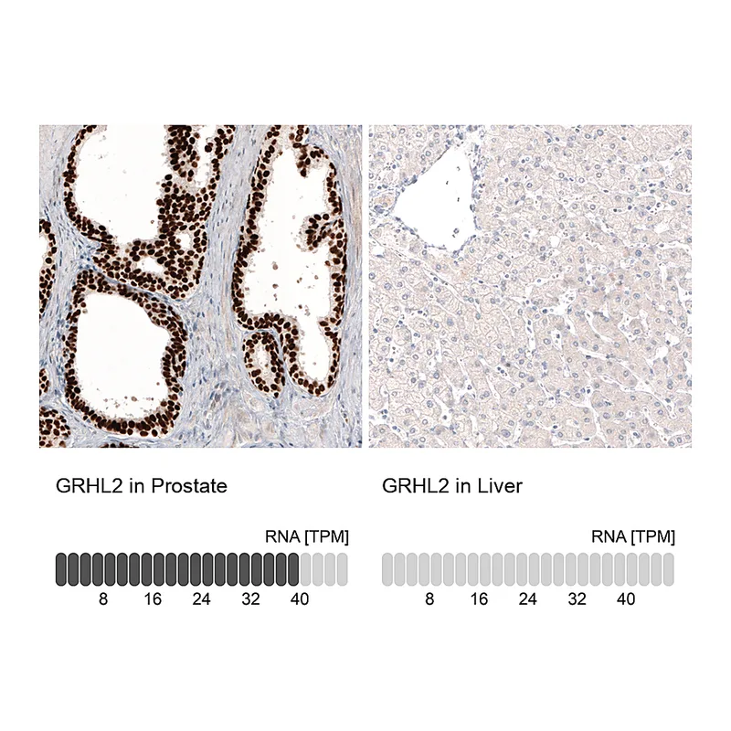 Atlas Antibodies Anti-GRHL2 Antibody