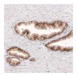 Atlas Antibodies Anti-GRN Antibody