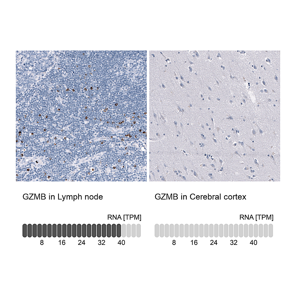 Atlas Antibodies Anti-GZMB Antibody