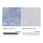 Atlas Antibodies Anti-GZMB Antibody