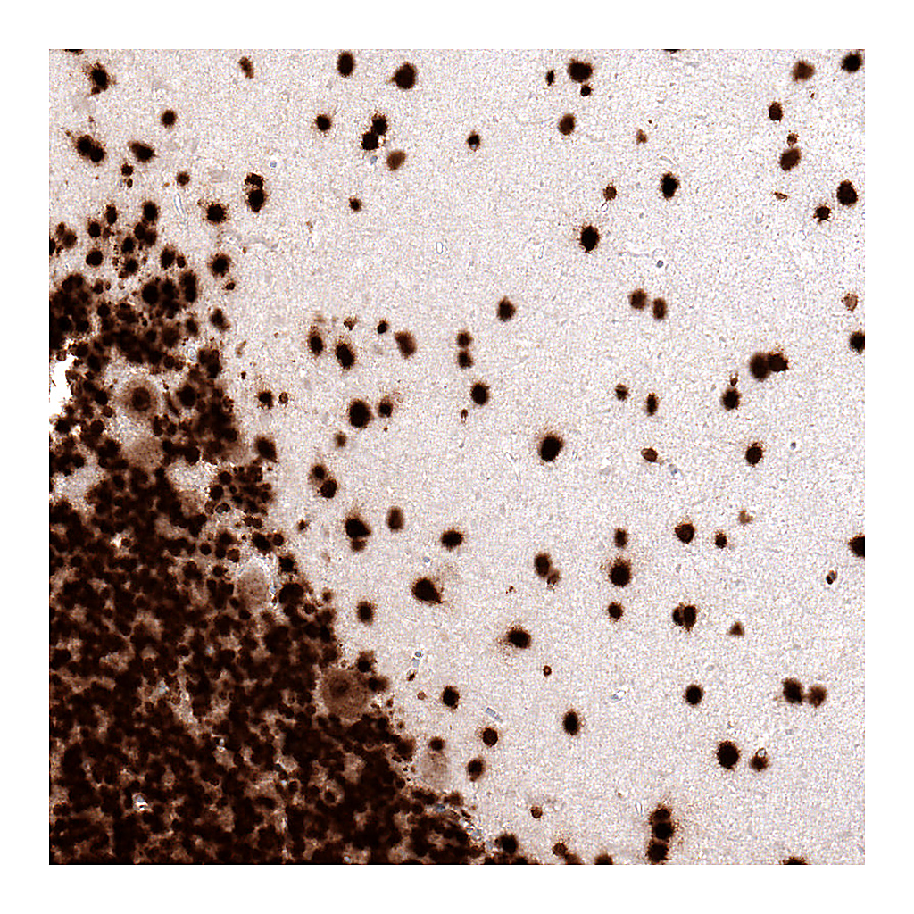 Atlas Antibodies Anti-H2AFX Antibody