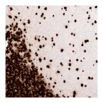 Atlas Antibodies Anti-H2AFX Antibody