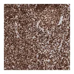 Atlas Antibodies Anti-H2AFY Antibody