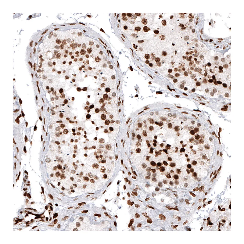 Atlas Antibodies Anti-HIST1H2AG Antibody