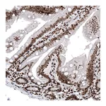 Atlas Antibodies Anti-HIST1H2AG Antibody