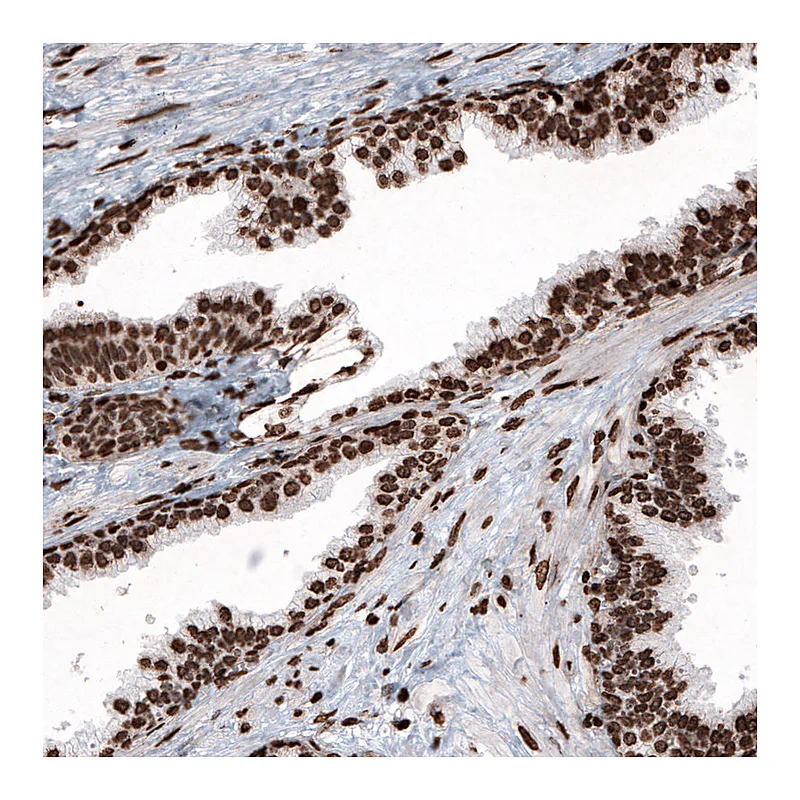 Atlas Antibodies Anti-HIST1H2BC Antibody