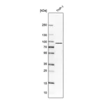 Atlas Antibodies Anti-IL17RA Antibody