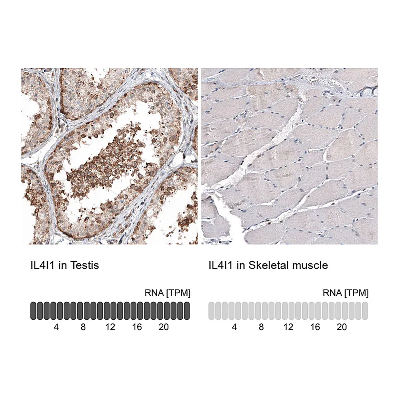 Atlas Antibodies Anti-IL4I1 Antibody