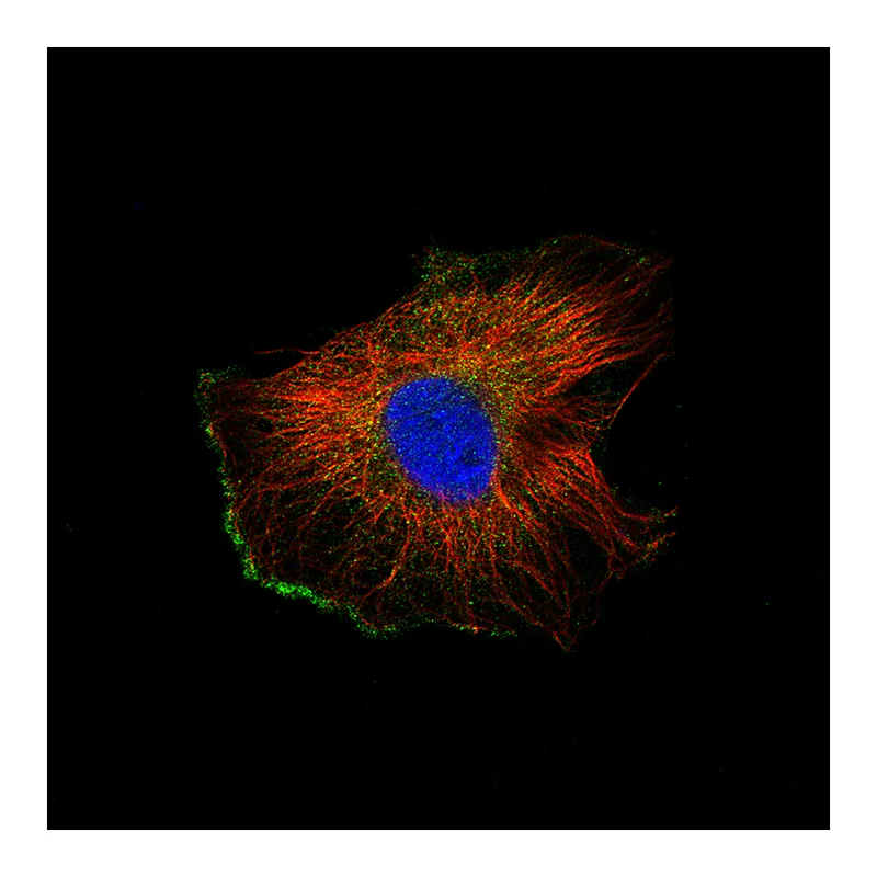 Atlas Antibodies Anti-IL7 Antibody