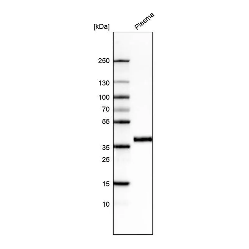 Atlas Antibodies Anti-INHBC Antibody