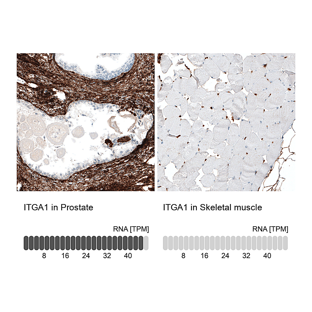 Atlas Antibodies Anti-ITGA1 Antibody