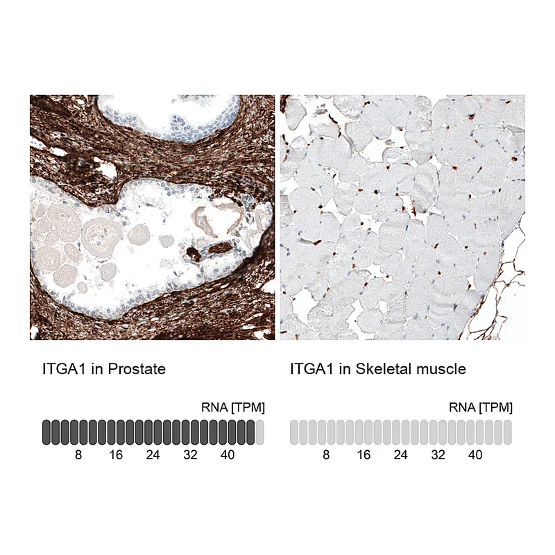 Atlas Antibodies Anti-ITGA1 Antibody