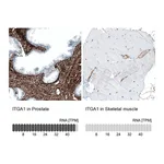 Atlas Antibodies Anti-ITGA1 Antibody