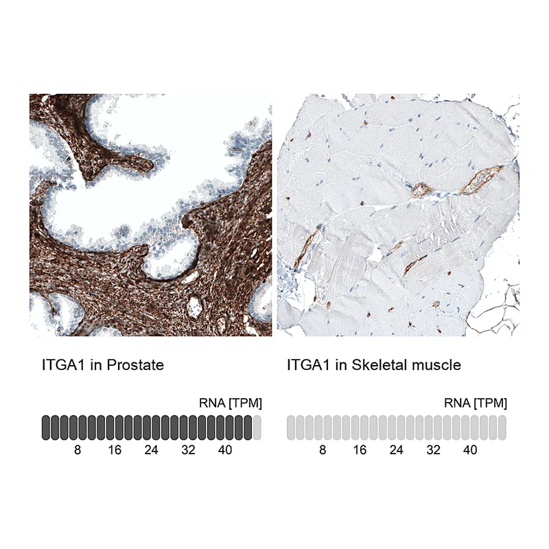 Atlas Antibodies Anti-ITGA1 Antibody
