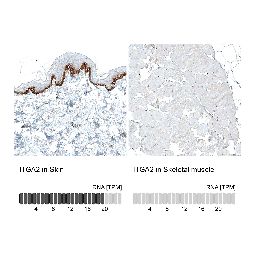 Atlas Antibodies Anti-ITGA2 Antibody