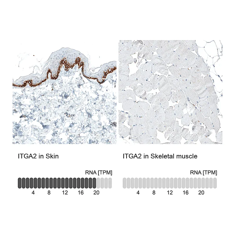Atlas Antibodies Anti-ITGA2 Antibody