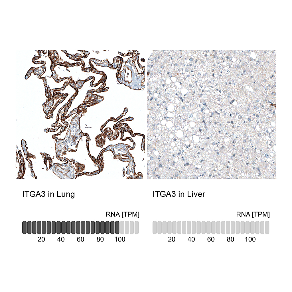 Atlas Antibodies Anti-ITGA3 Antibody