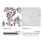 Atlas Antibodies Anti-ITGA3 Antibody
