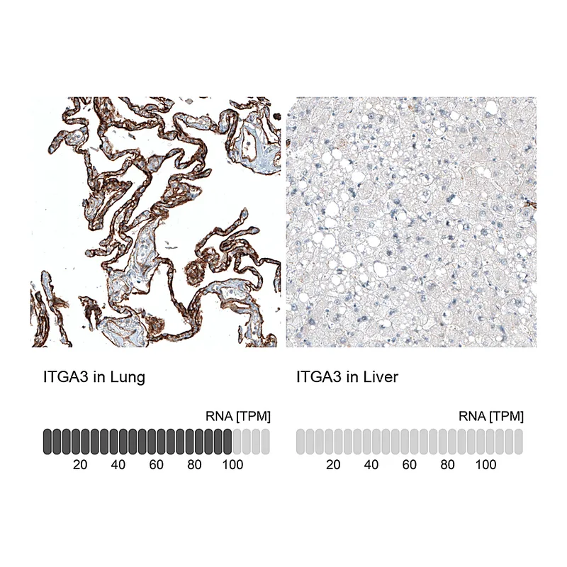Atlas Antibodies Anti-ITGA3 Antibody