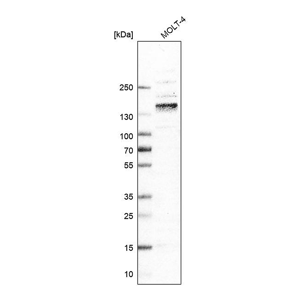 Atlas Antibodies Anti-ITGA4 Antibody