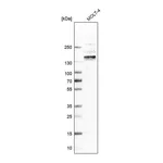 Atlas Antibodies Anti-ITGA4 Antibody