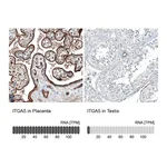 Atlas Antibodies Anti-ITGA5 Antibody