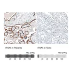 Atlas Antibodies Anti-ITGA5 Antibody