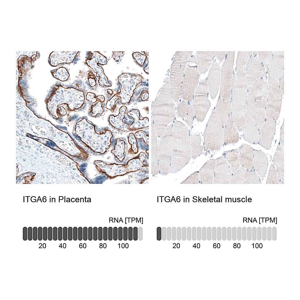 Atlas Antibodies Anti-ITGA6 Antibody