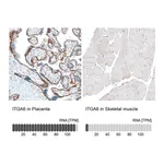 Atlas Antibodies Anti-ITGA6 Antibody