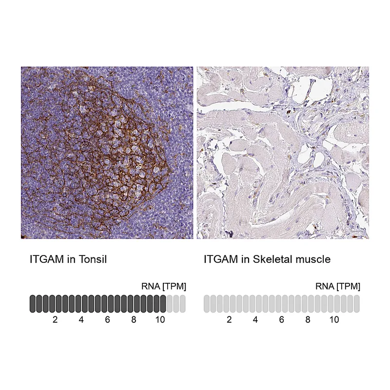 Atlas Antibodies Anti-ITGAM Antibody