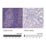 Atlas Antibodies Anti-ITGAX Antibody