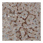 Atlas Antibodies Anti-ITIH4 Antibody