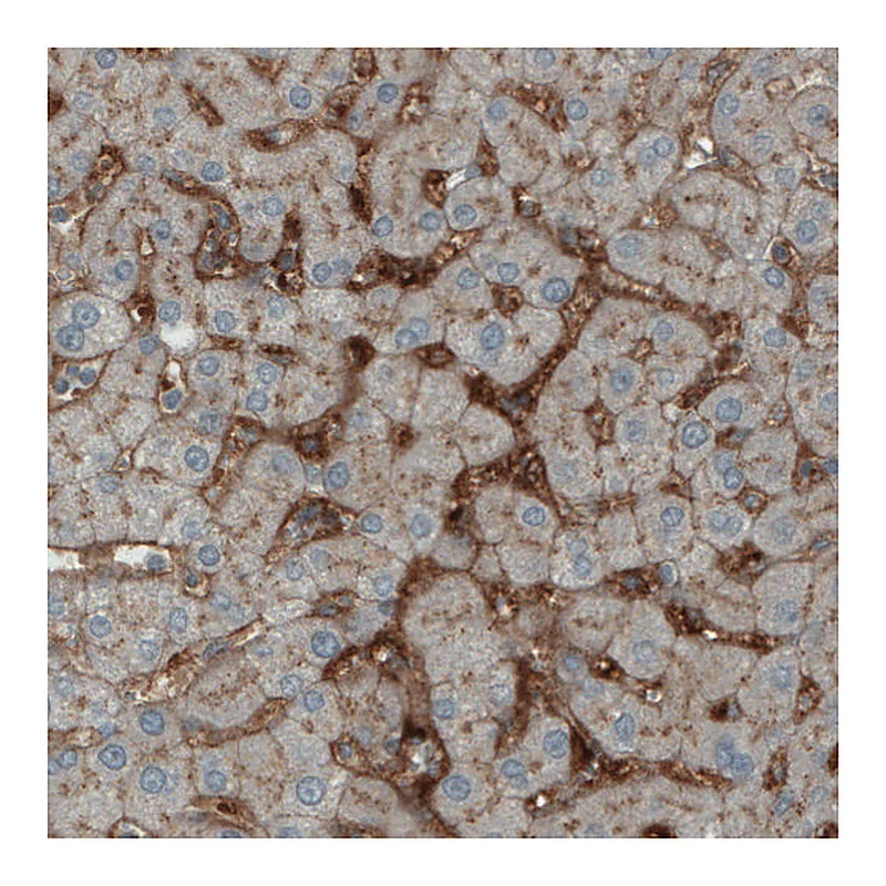 Atlas Antibodies Anti-ITIH4 Antibody