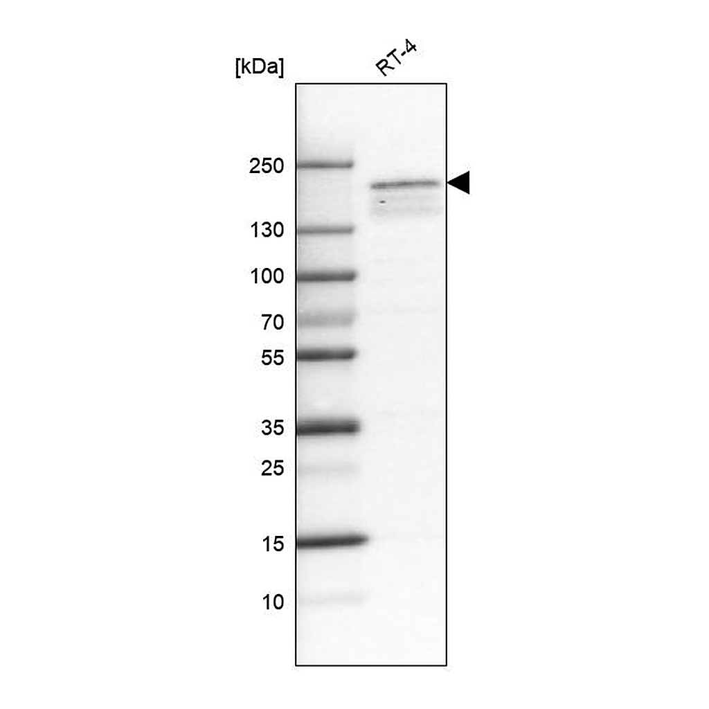 Atlas Antibodies Anti-KDM5B Antibody