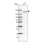 Atlas Antibodies Anti-KDM5B Antibody