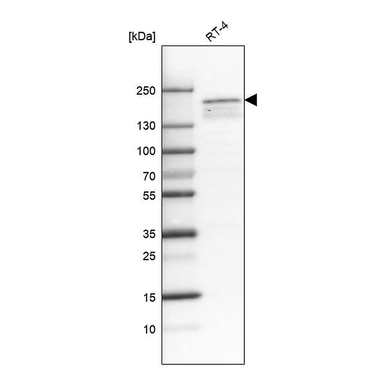 Atlas Antibodies Anti-KDM5B Antibody