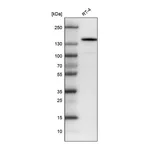 Atlas Antibodies Anti-KIT Antibody