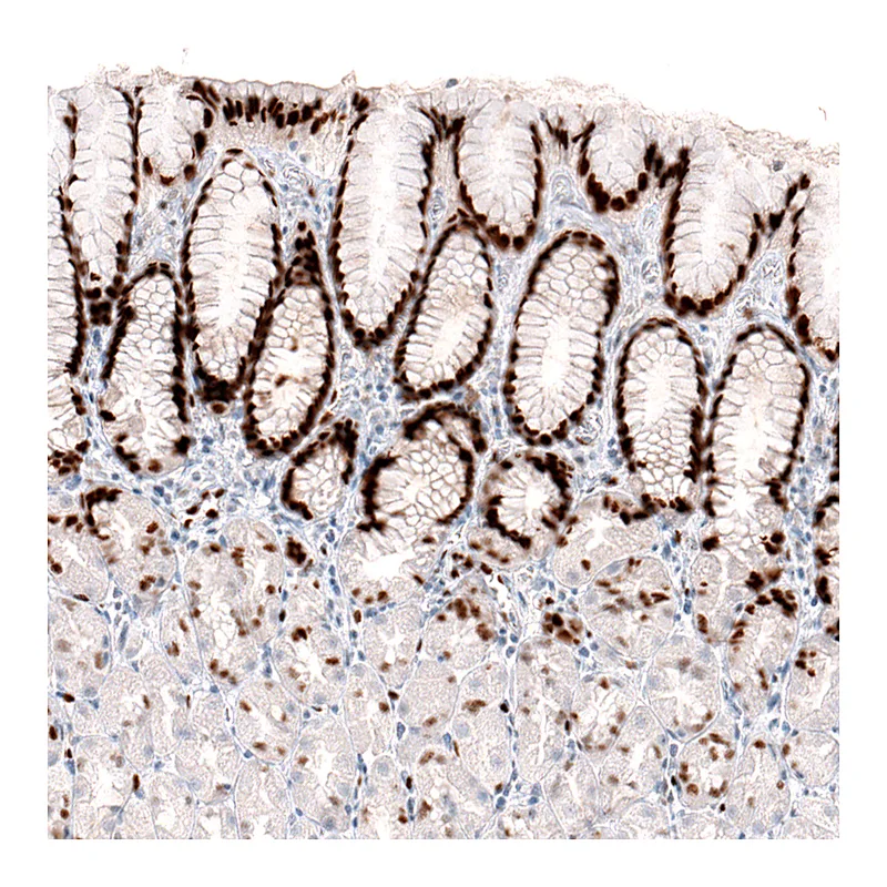 Atlas Antibodies Anti-KLF4 Antibody